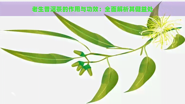 老生普洱茶的作用与功效：全面解析其健益处