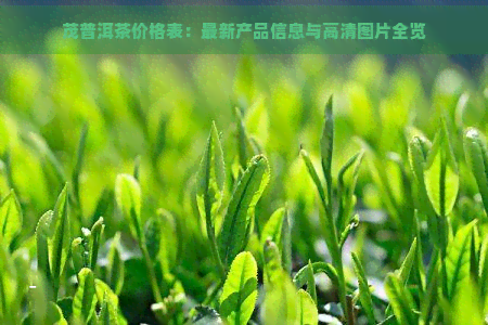 茂普洱茶价格表：最新产品信息与高清图片全览