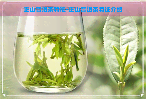 正山普洱茶特征-正山普洱茶特征介绍