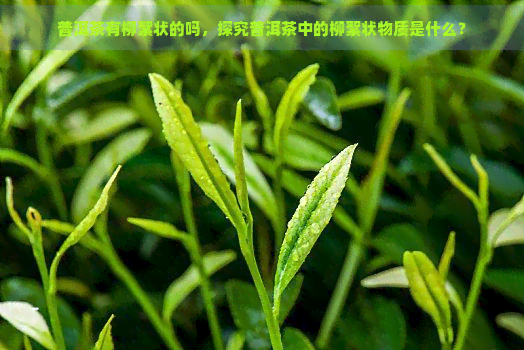 普洱茶有柳絮状的吗，探究普洱茶中的柳絮状物质是什么？