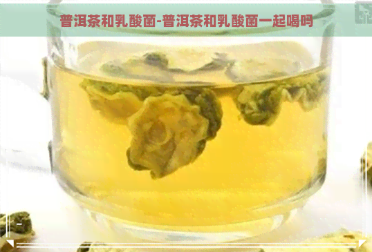 普洱茶和乳酸菌-普洱茶和乳酸菌一起喝吗