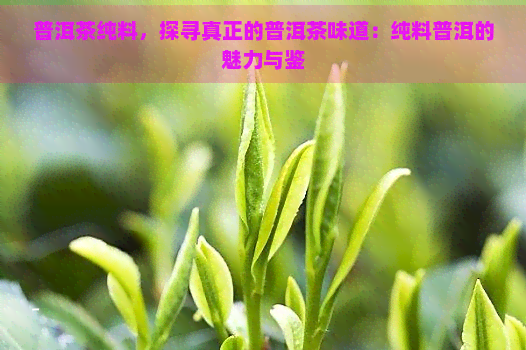 普洱茶纯料，探寻真正的普洱茶味道：纯料普洱的魅力与鉴