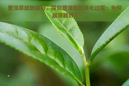 普洱茶越放越好，探究普洱茶的陈化过程：为何越放越好？