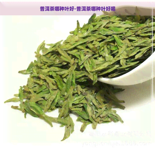 普洱茶哪种叶好-普洱茶哪种叶好喝