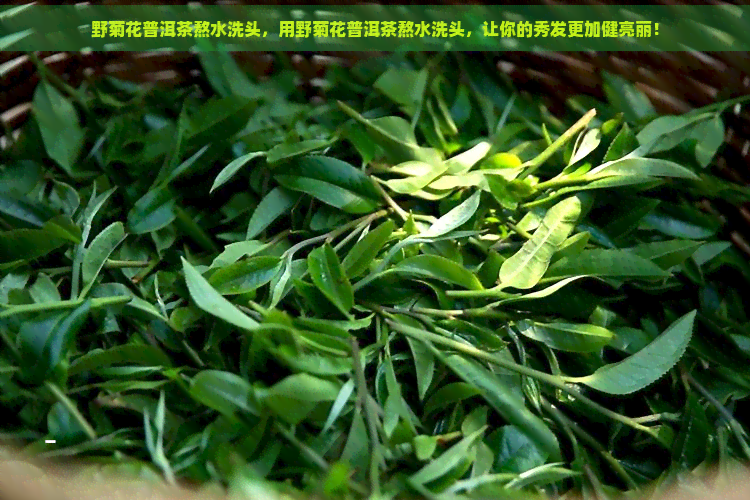 野菊花普洱茶熬水洗头，用野菊花普洱茶熬水洗头，让你的秀发更加健亮丽！