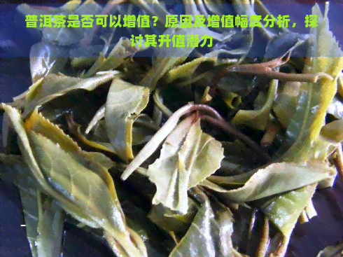 普洱茶是否可以增值？原因及增值幅度分析，探讨其升值潜力