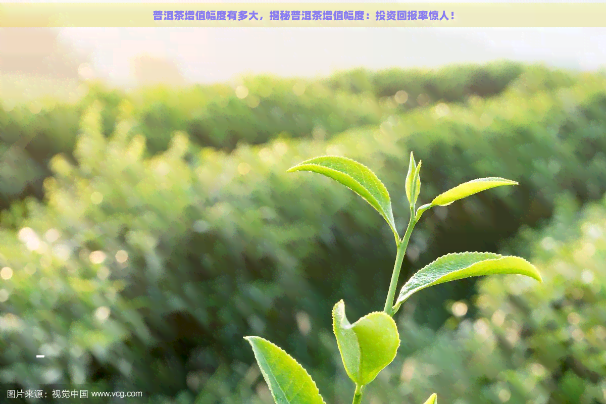 普洱茶增值幅度有多大，揭秘普洱茶增值幅度：投资回报率惊人！