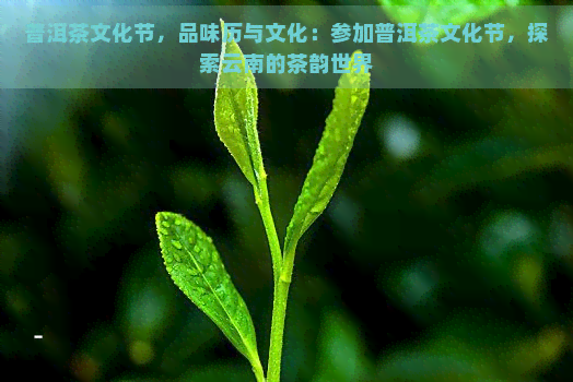 普洱茶文化节，品味历与文化：参加普洱茶文化节，探索云南的茶韵世界