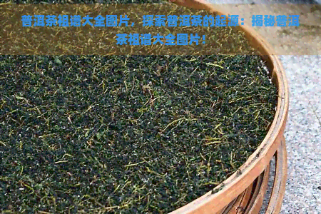 普洱茶祖谱大全图片，探索普洱茶的起源：揭秘普洱茶祖谱大全图片！