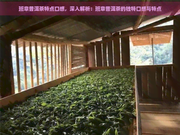 班章普洱茶特点口感，深入解析：班章普洱茶的独特口感与特点