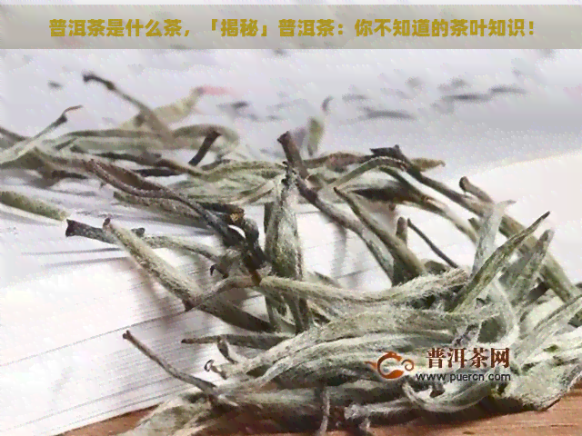 普洱茶是什么茶，「揭秘」普洱茶：你不知道的茶叶知识！