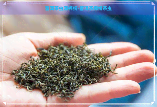 普洱茶虫洞棉纸-普洱茶棉纸茶虫