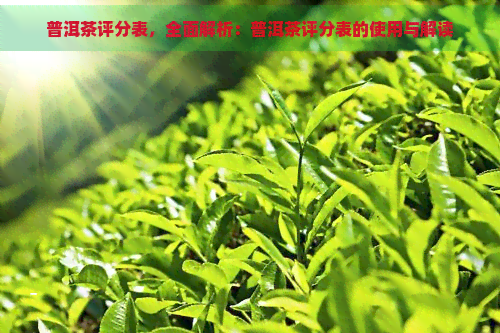 普洱茶评分表，全面解析：普洱茶评分表的使用与解读