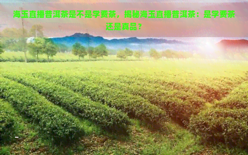 海玉直播普洱茶是不是学费茶，揭秘海玉直播普洱茶：是学费茶还是真品？