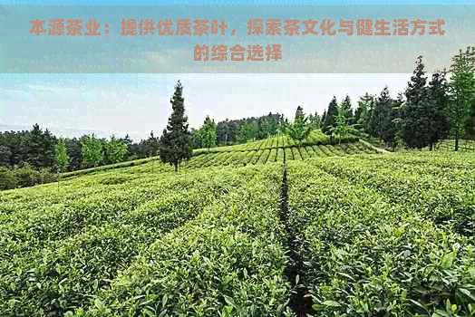 本源茶业：提供优质茶叶，探索茶文化与健生活方式的综合选择