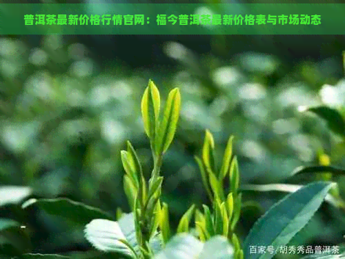 普洱茶最新价格行情官网：福今普洱茶最新价格表与市场动态