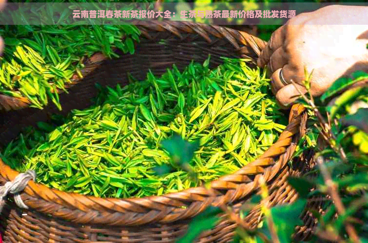 云南普洱春茶新茶报价大全：生茶与熟茶最新价格及批发货源