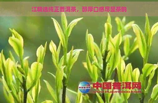 江精选纯正普洱茶，醇厚口感尽显茶韵