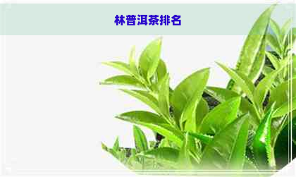 林普洱茶排名