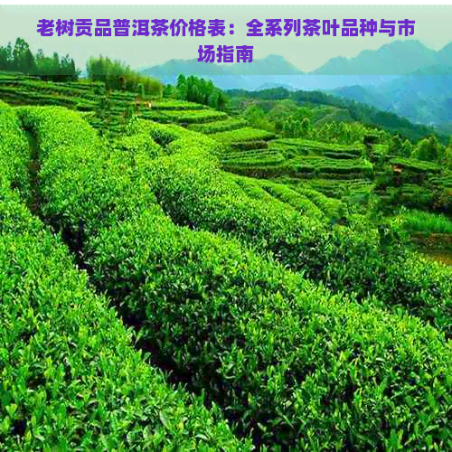 老树贡品普洱茶价格表：全系列茶叶品种与市场指南