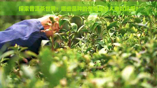 探索普洱茶世界：哪些品种的苦味最令人难以抗拒？