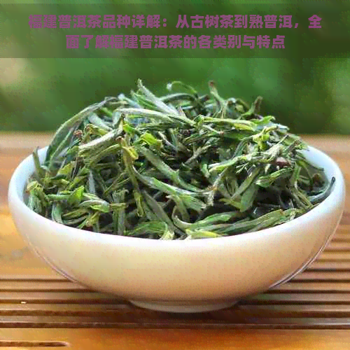 福建普洱茶品种详解：从古树茶到熟普洱，全面了解福建普洱茶的各类别与特点