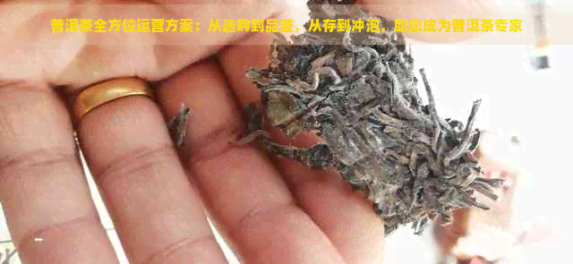 普洱茶全方位运营方案：从选购到品鉴，从存到冲泡，助您成为普洱茶专家