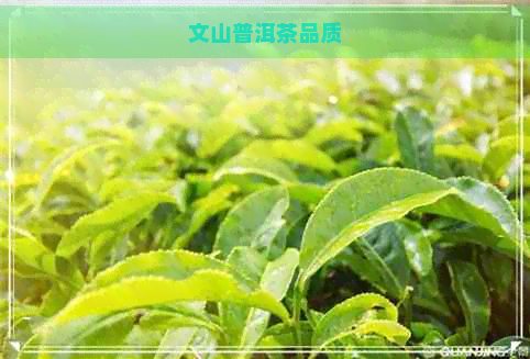 文山普洱茶品质