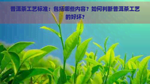 普洱茶工艺标准：包括哪些内容？如何判断普洱茶工艺的好坏？