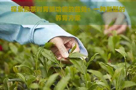 探索熟茶对胃肠功能的益处：一种新型的养胃方案