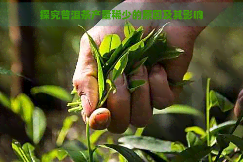 探究普洱茶产量稀少的原因及其影响