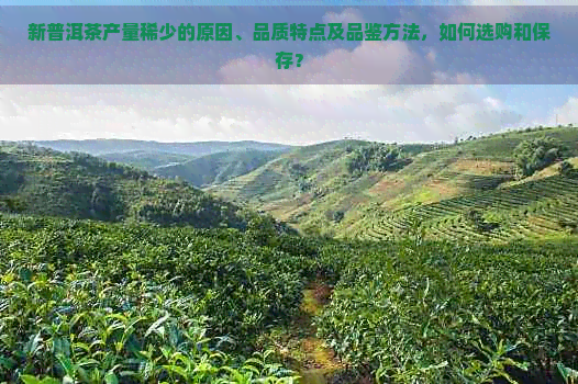 新普洱茶产量稀少的原因、品质特点及品鉴方法，如何选购和保存？