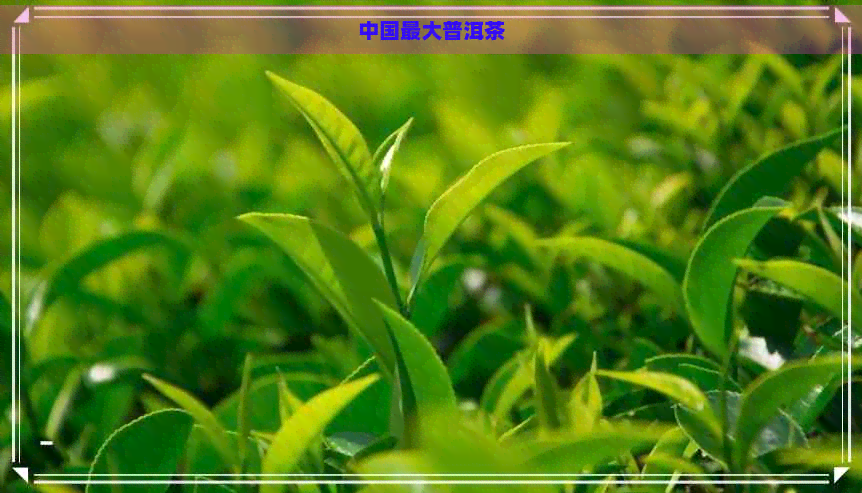 中国更大普洱茶