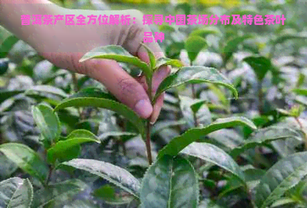 普洱茶产区全方位解析：探寻中国茶场分布及特色茶叶品种