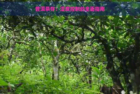 普洱茶存：湿度控制的全面指南