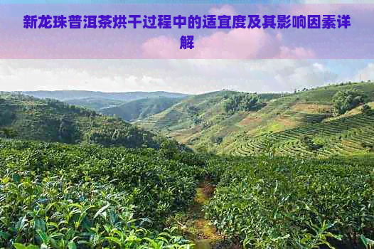 新龙珠普洱茶烘干过程中的适宜度及其影响因素详解