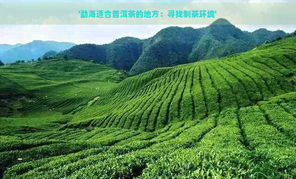 '勐海适合普洱茶的地方：寻找制茶环境'