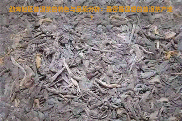 勐海地区普洱茶的特色与品质分析：是否是理想的普洱茶产地？