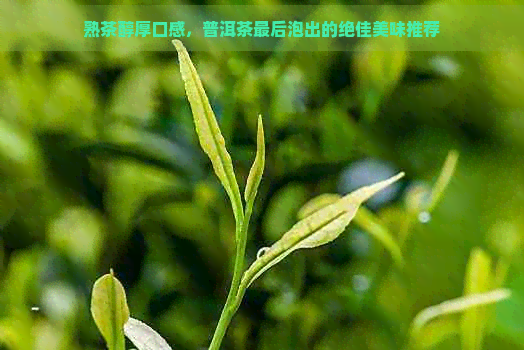 熟茶醇厚口感，普洱茶最后泡出的绝佳美味推荐