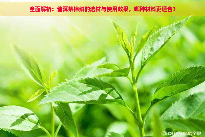 全面解析：普洱茶棉纸的选材与使用效果，哪种材料更适合？