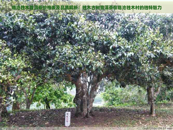 临沧独木普洱茶价格表及品质解析：独木古树普洱茶在临沧独木村的独特魅力