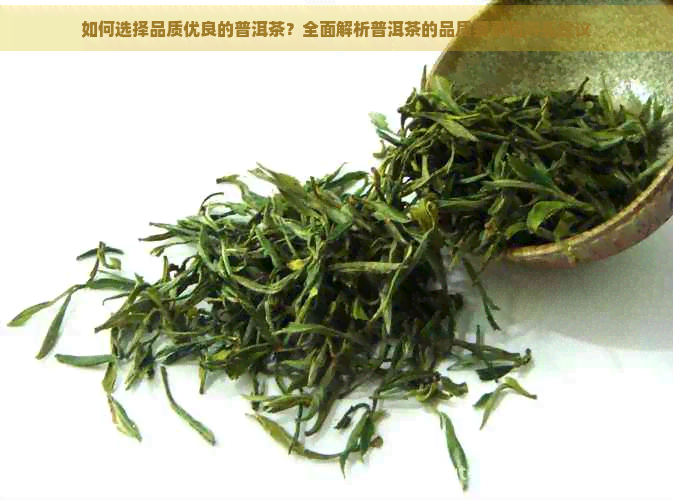 如何选择品质优良的普洱茶？全面解析普洱茶的品质要素和购买建议