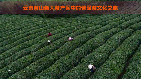 云南茶山新大茶产区中的普洱茶文化之旅