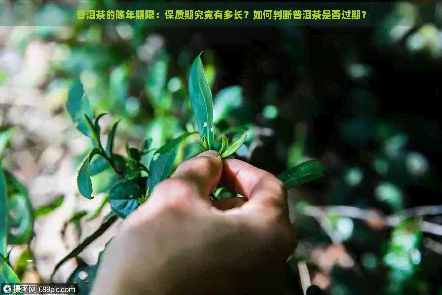 普洱茶的陈年期限：保质期究竟有多长？如何判断普洱茶是否过期？