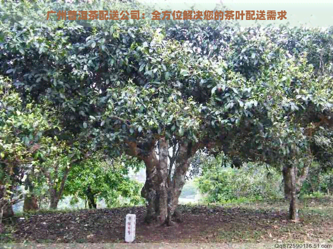 广州普洱茶配送公司：全方位解决您的茶叶配送需求