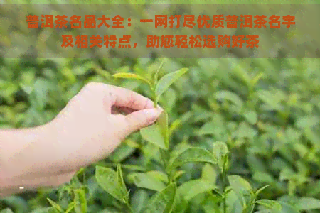 普洱茶名品大全：一网打尽优质普洱茶名字及相关特点，助您轻松选购好茶