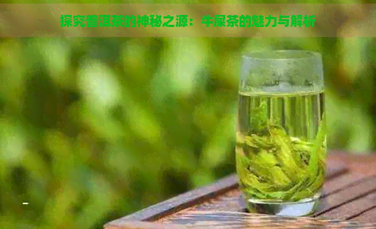 探究普洱茶的神秘之源：牛屎茶的魅力与解析