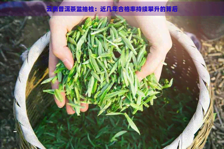 云南普洱茶监抽检：近几年合格率持续攀升的背后