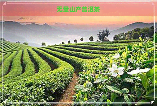 无量山产普洱茶