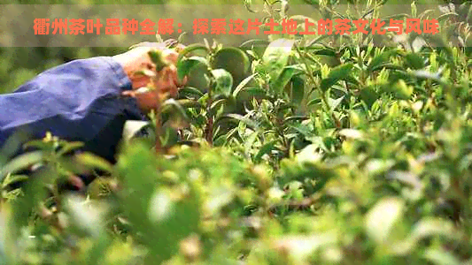 衢州茶叶品种全解：探索这片土地上的茶文化与风味